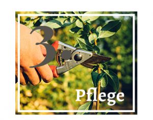 Der schöne Garten GmbH Regiolanda